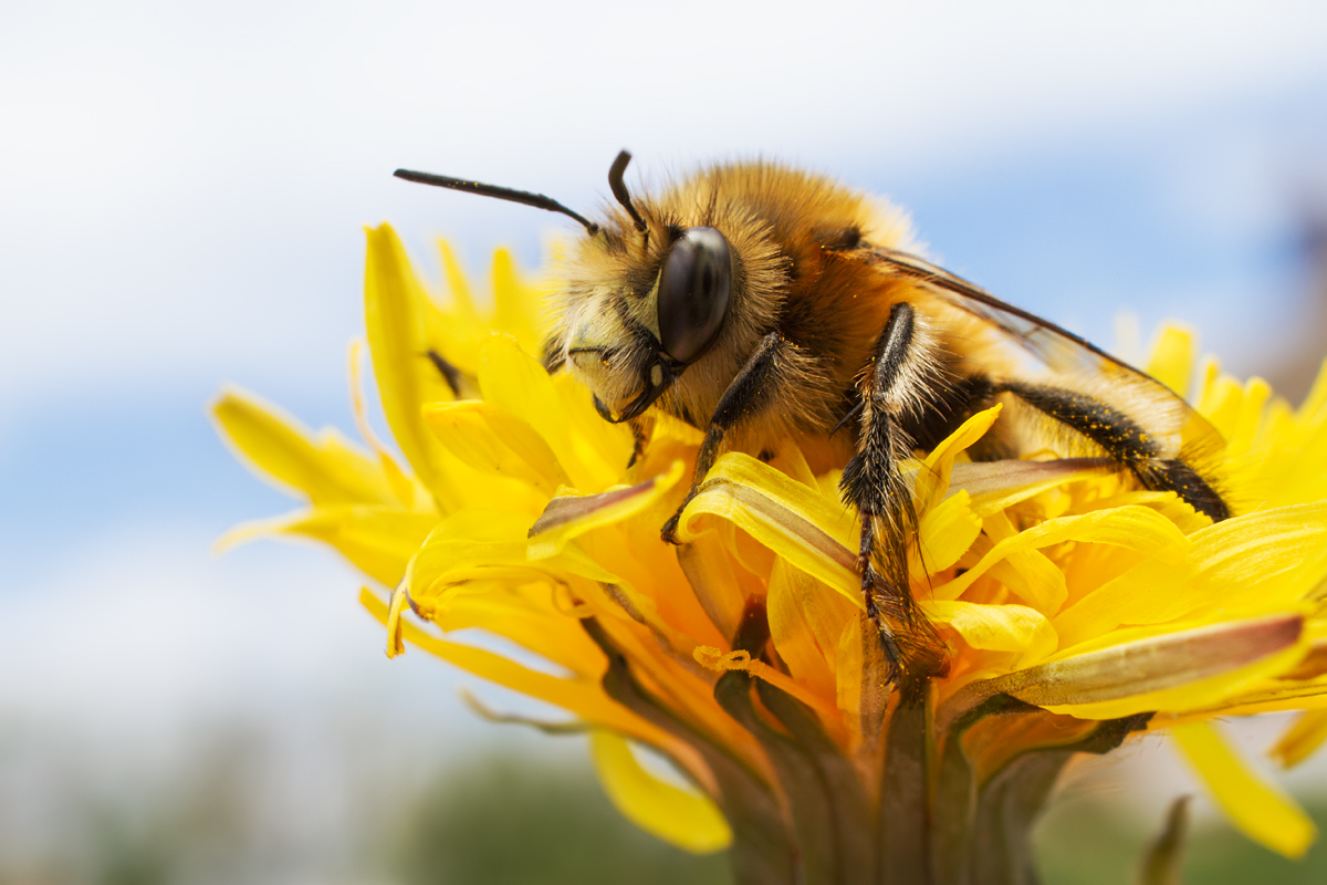 Hairy Footed Flower Bee wideangle 2